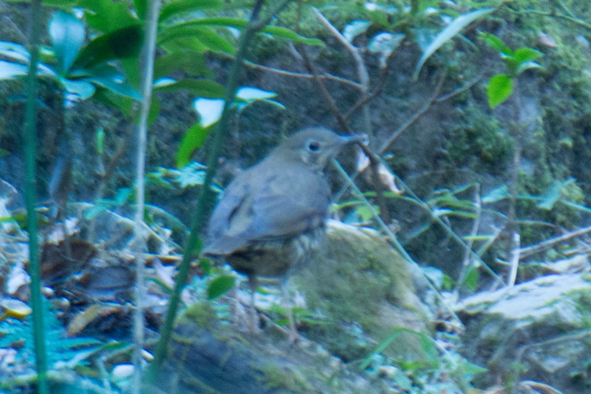 Alpine Thrush - ML647223763