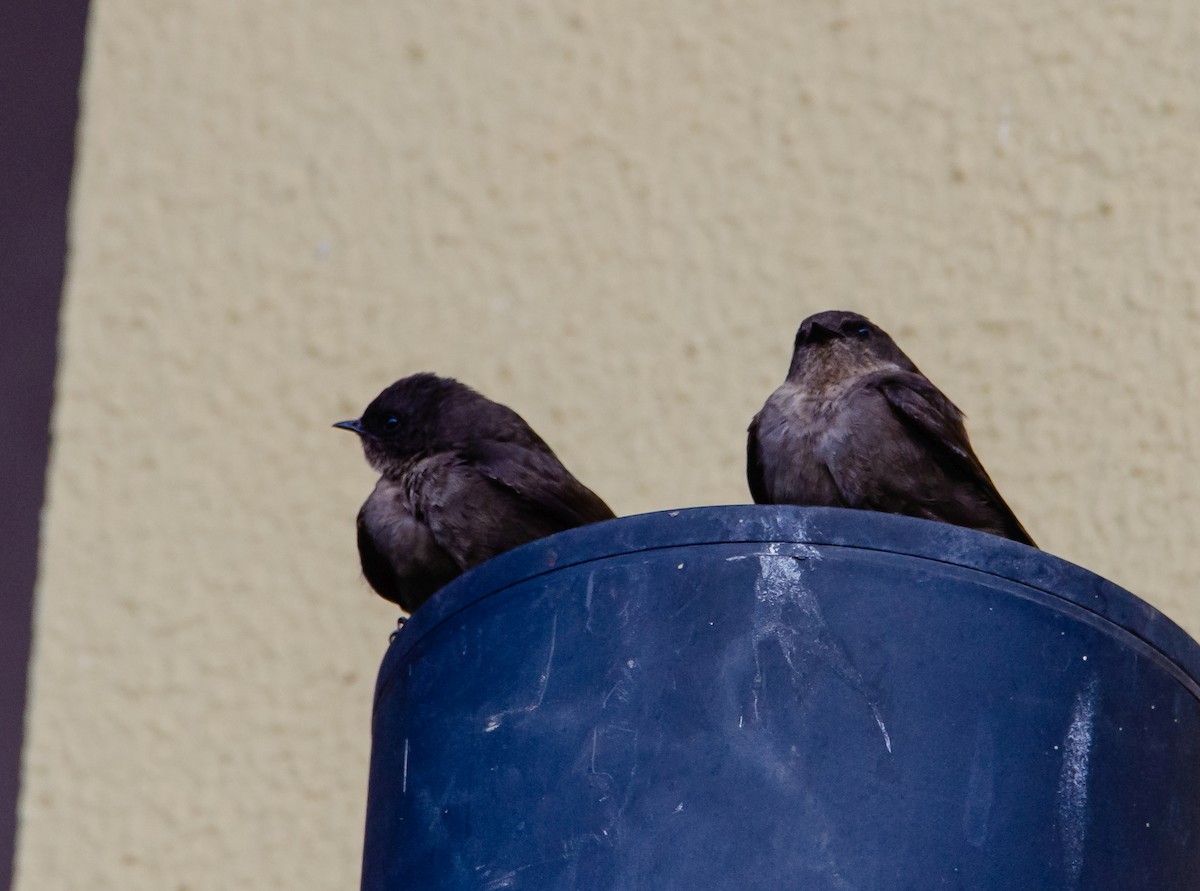 Dusky Crag-Martin - ML647223766