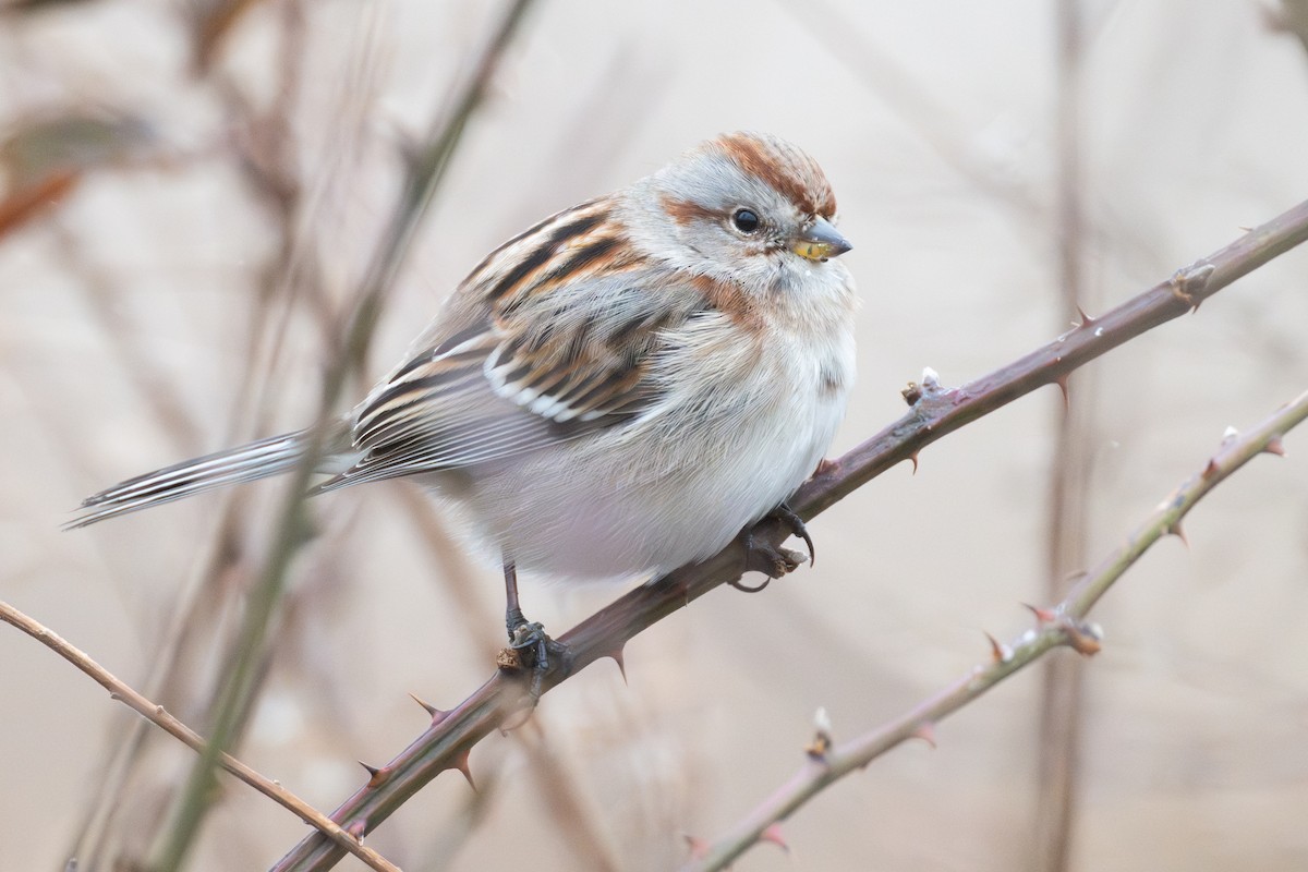 American Tree Sparrow - ML647223791