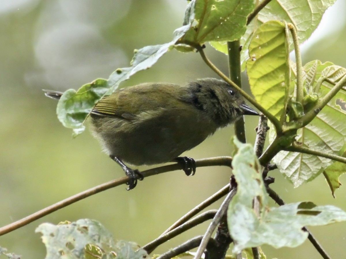 Dusky Chlorospingus - ML647223799