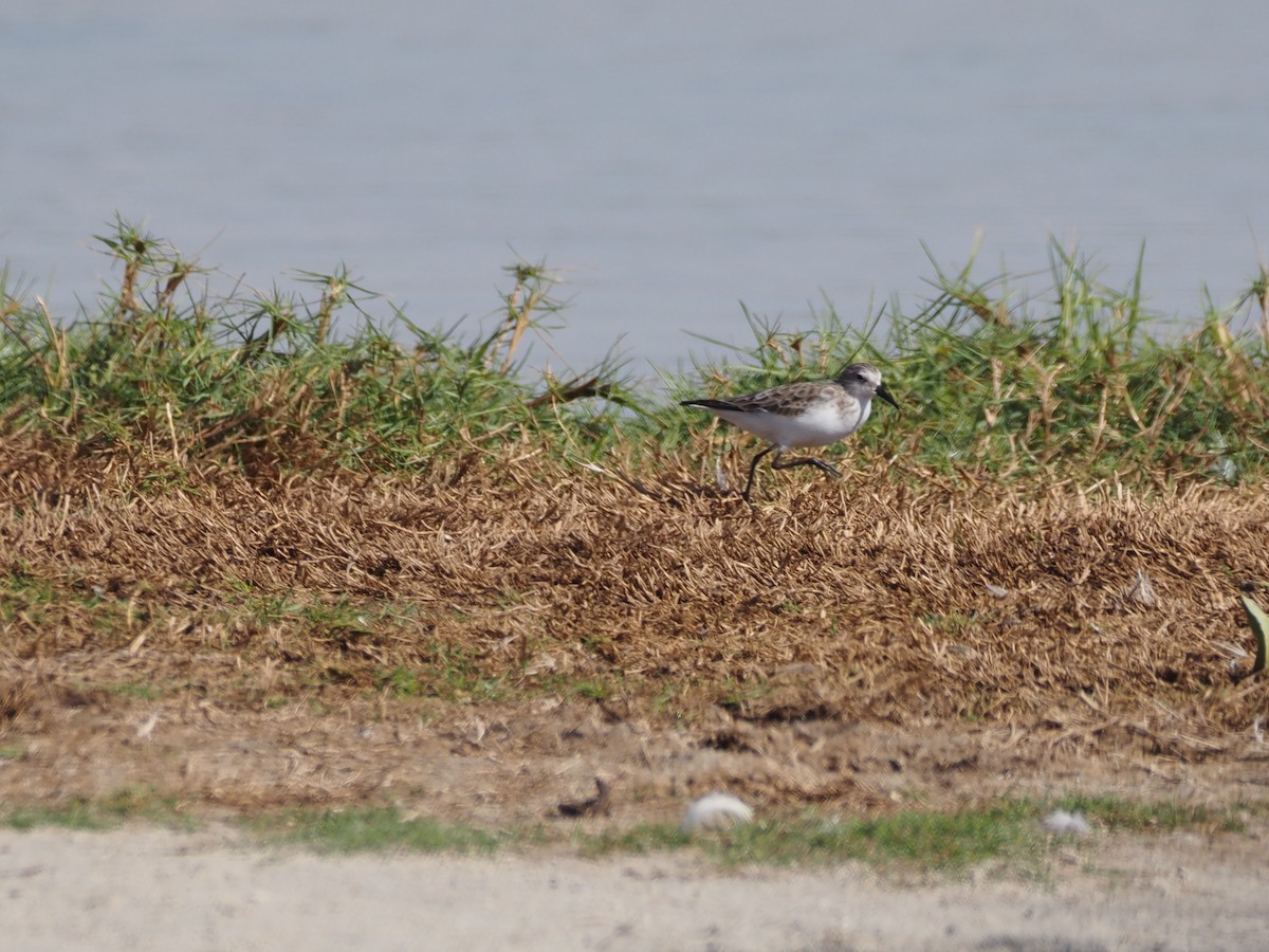 Little Stint - ML647223816