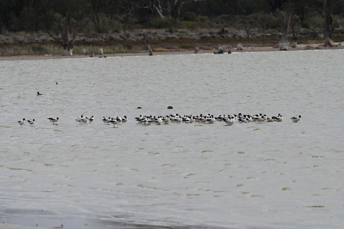 Red-necked Avocet - ML647223846