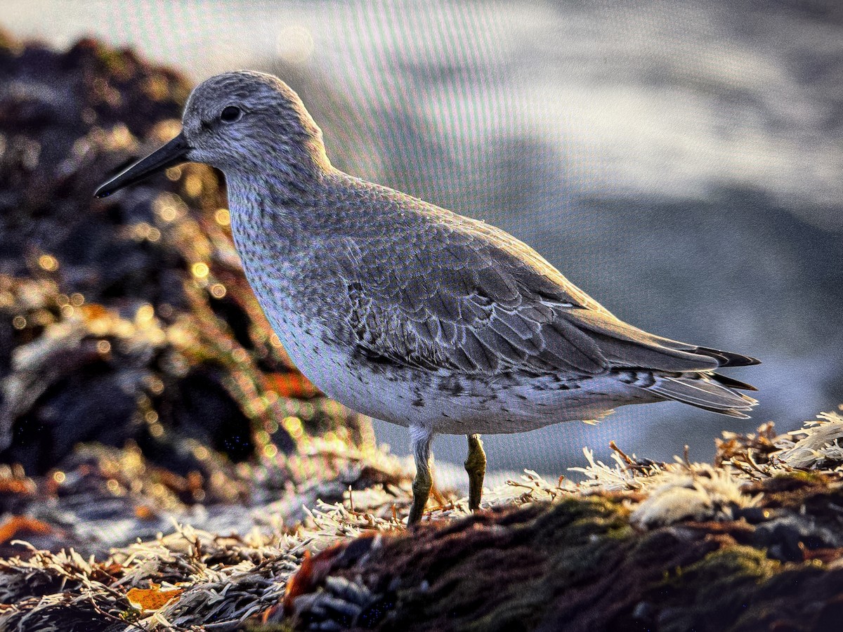 Bécasseau maubèche - ML647223848