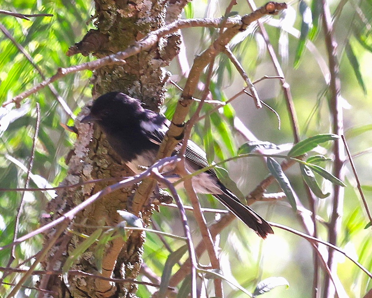 White-bellied Tit - ML647223857