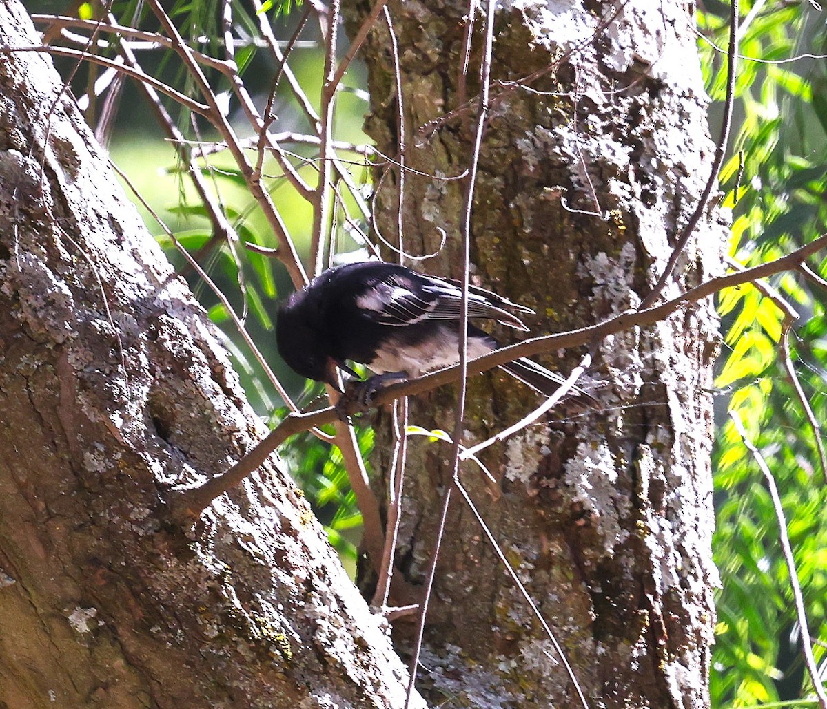 White-bellied Tit - ML647223858