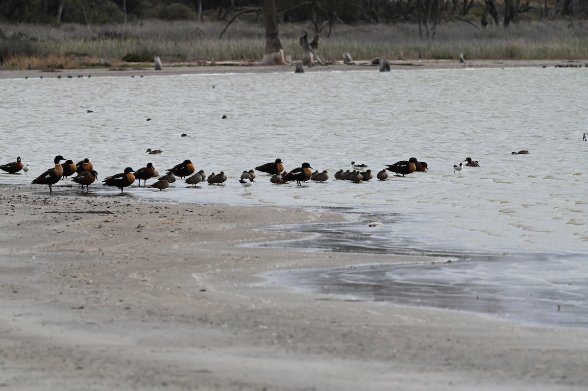 Галагаз австралійський - ML647223860