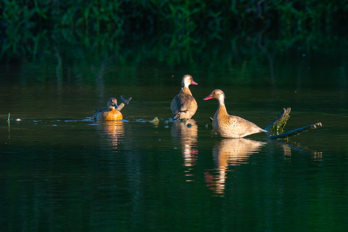 Brazilian Teal - ML647223865