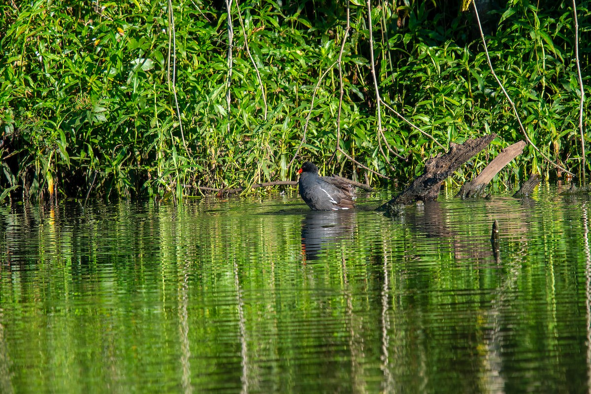 Common Gallinule - ML647223881