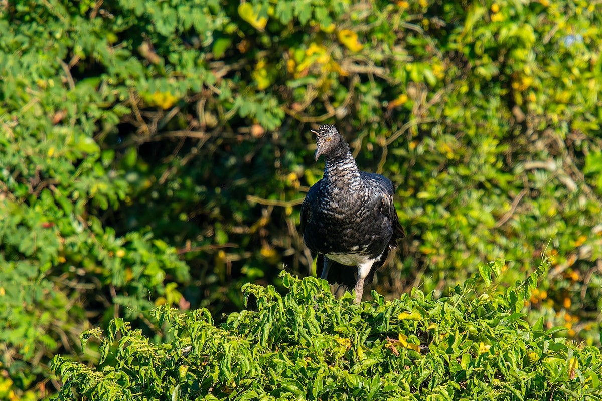 Chajá Añuma - ML647223887