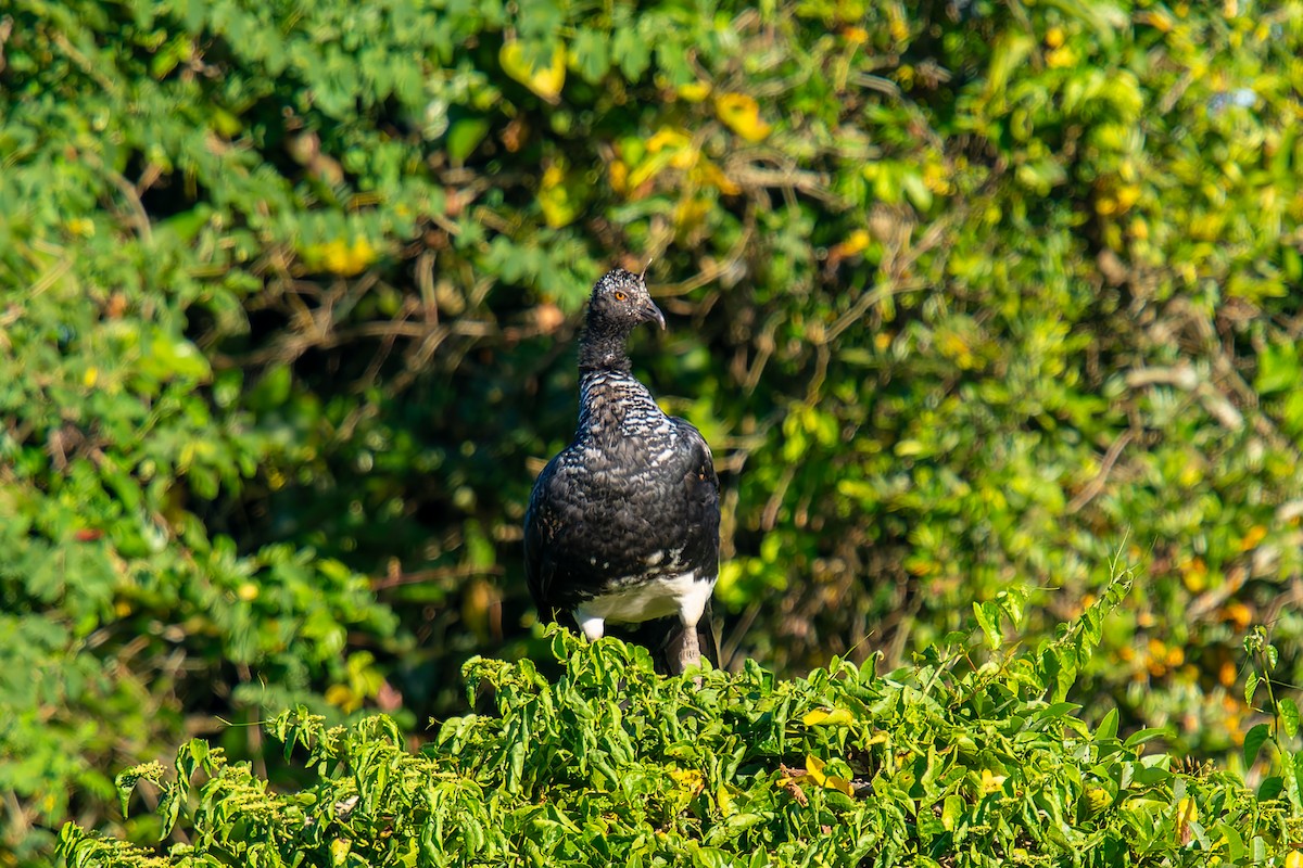 Chajá Añuma - ML647223888