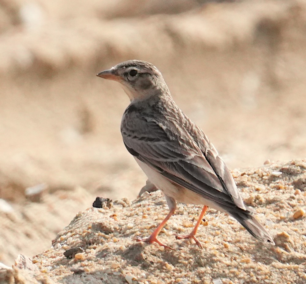 Жайворонок тибетський - ML647223900