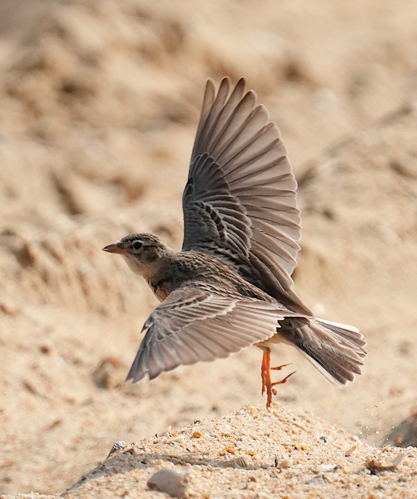 Жайворонок тибетський - ML647223901