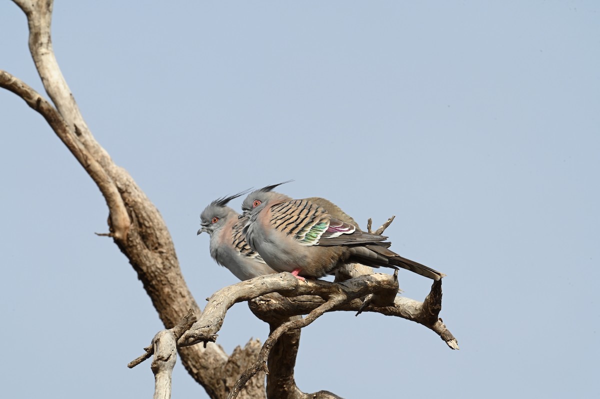 Spitzschopftaube - ML647223902