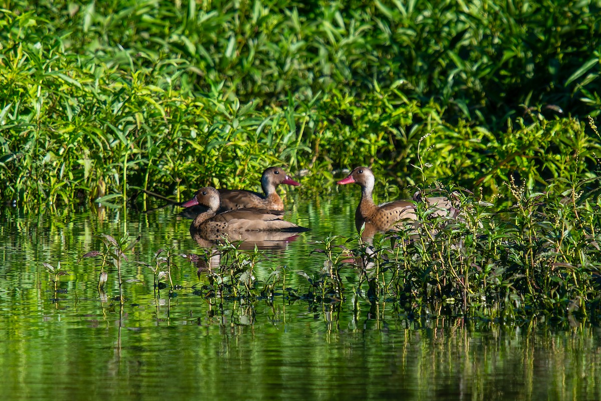 Brazilian Teal - ML647223904