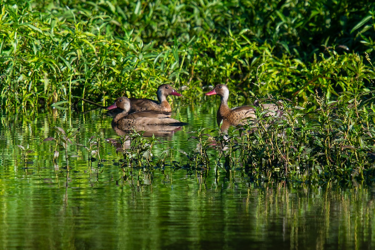 Brazilian Teal - ML647223905