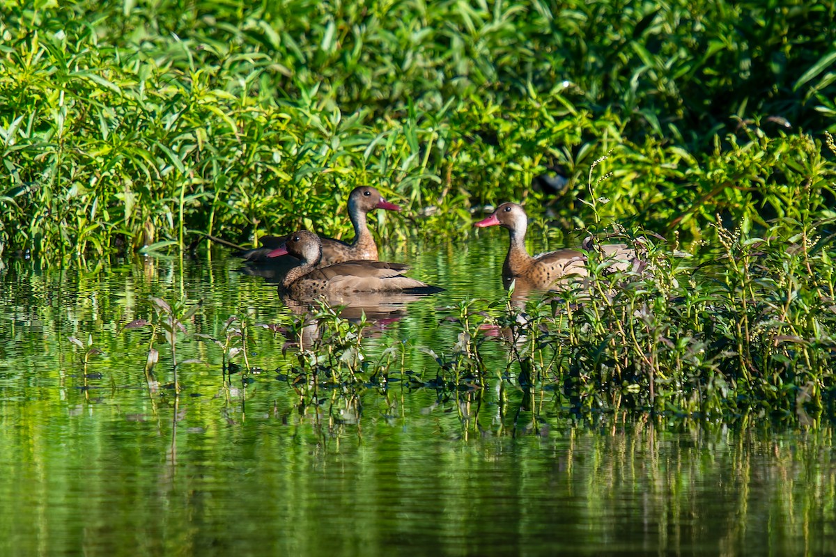 Brazilian Teal - ML647223906