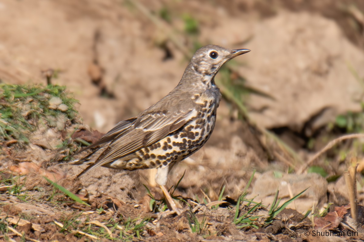 Mistle Thrush - ML647223916