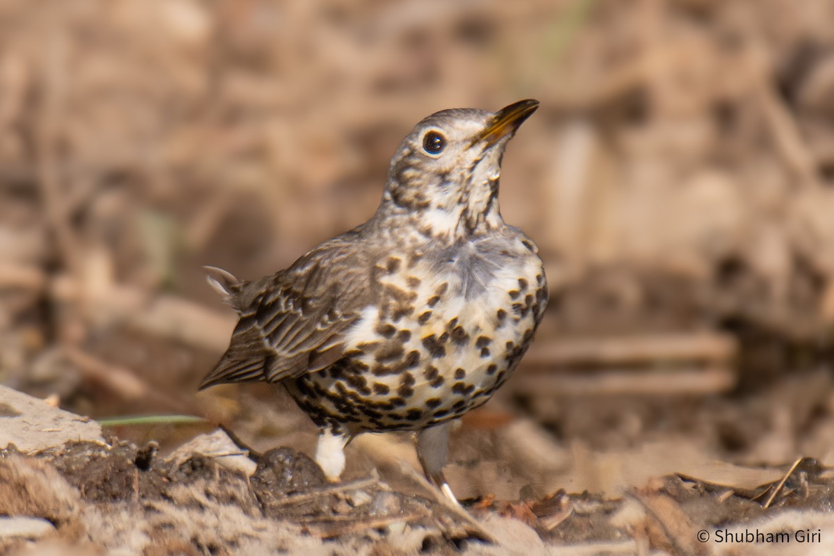 Mistle Thrush - ML647223918