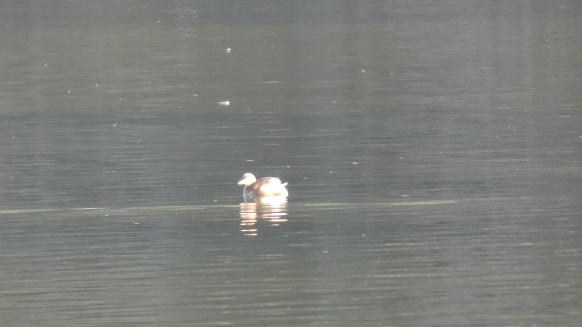Little Grebe - ML647223954