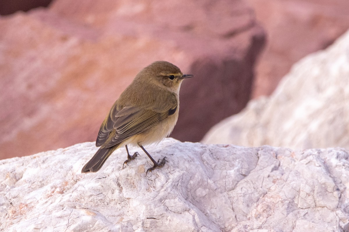 嘰喳柳鶯 - ML647223955