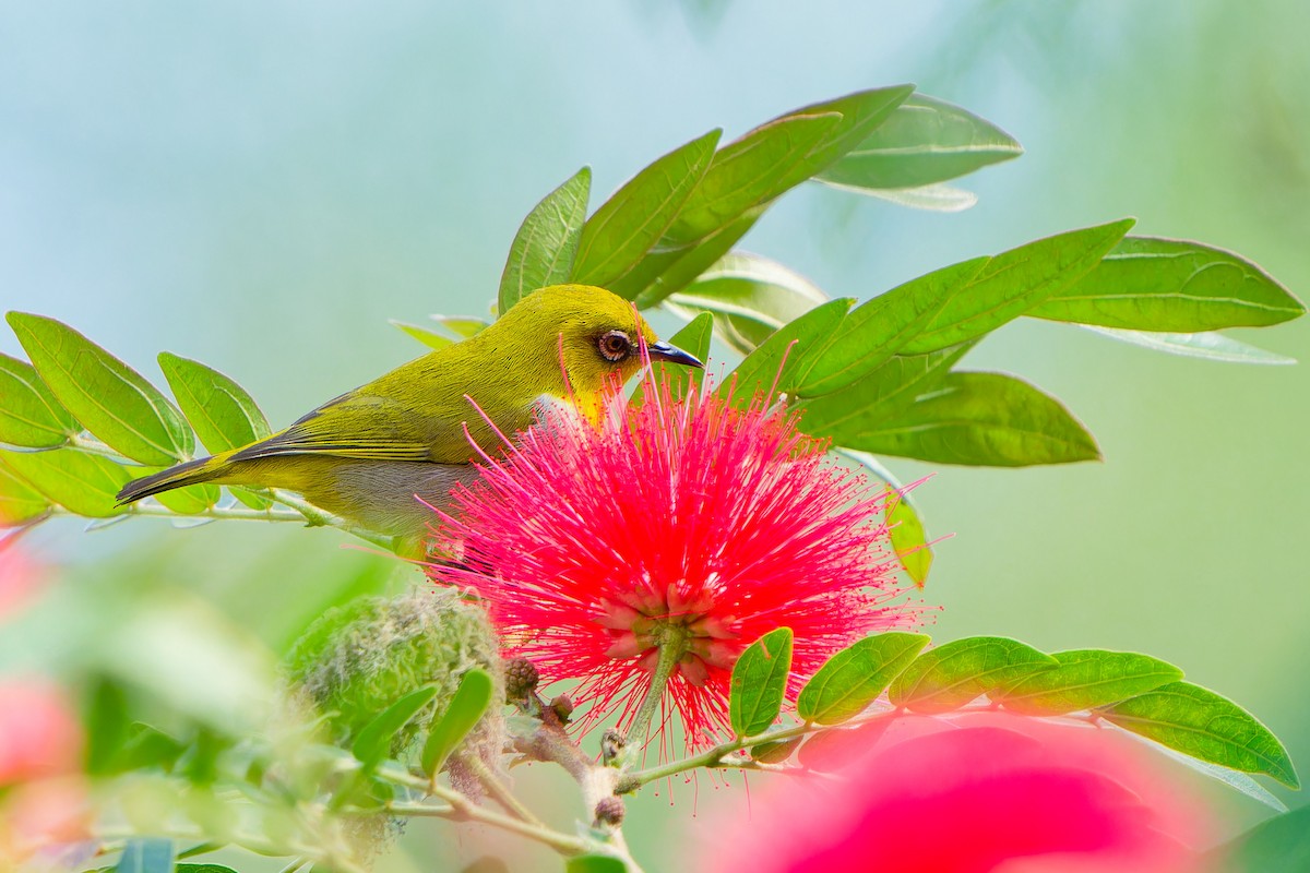 Indian White-eye - ML647223966