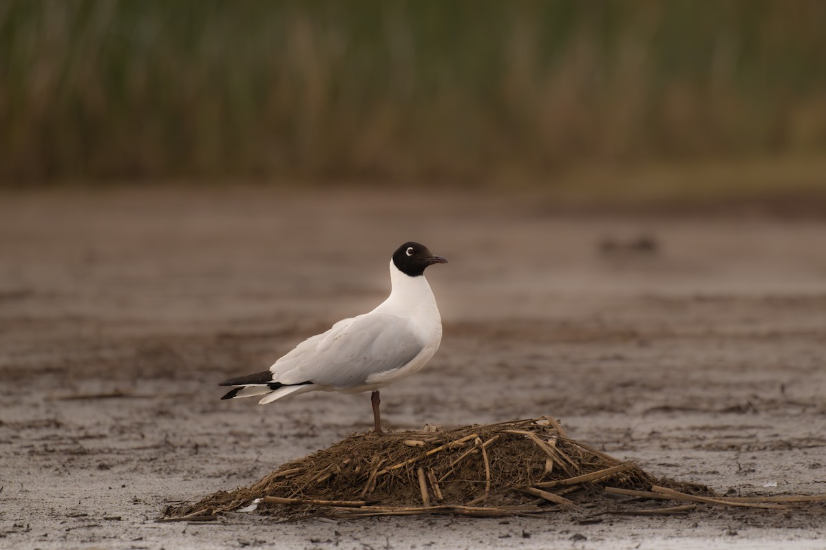 Andean Gull - ML647223967