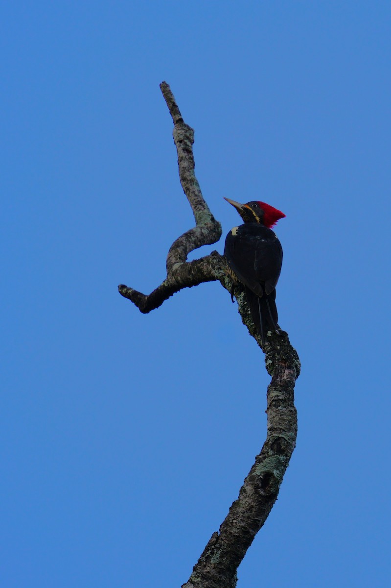 Lineated Woodpecker - ML647223969
