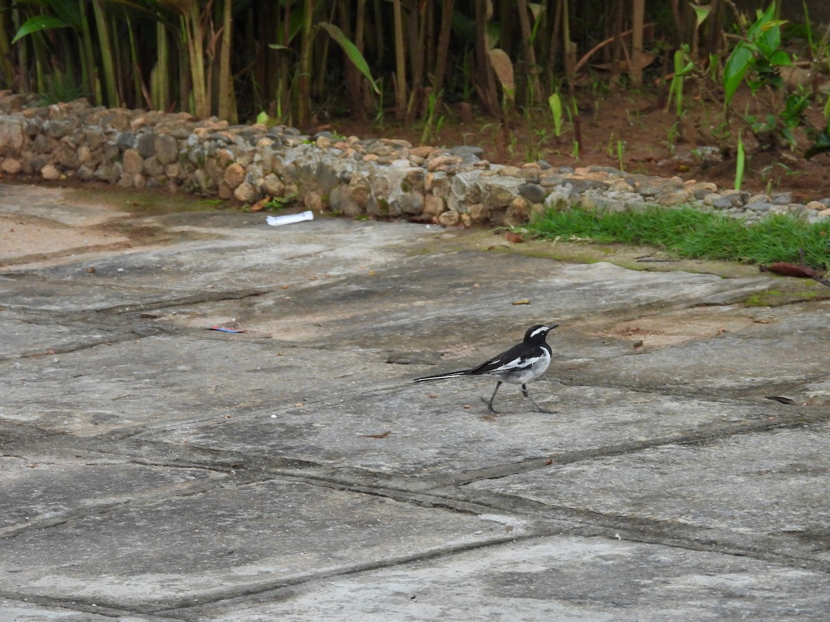 konipas indický - ML647223971