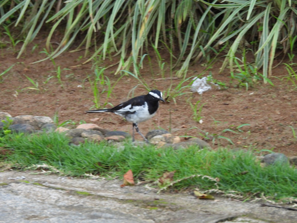 konipas indický - ML647223972