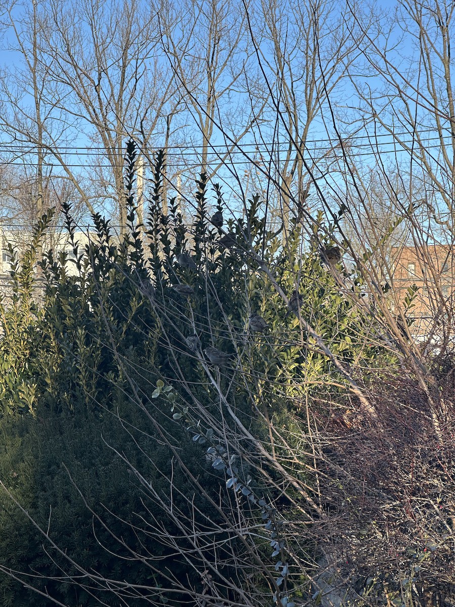 House Sparrow - ML647223988