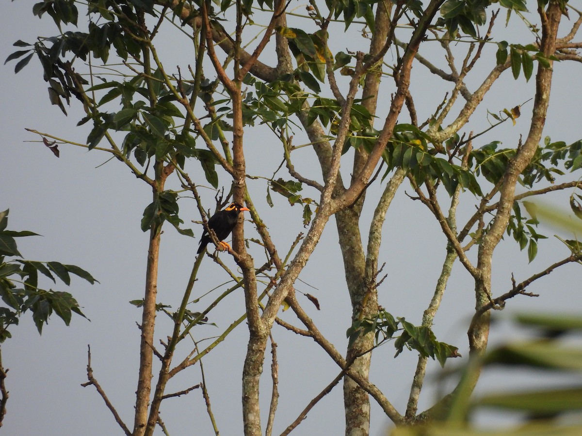 loskuták jižní - ML647223991