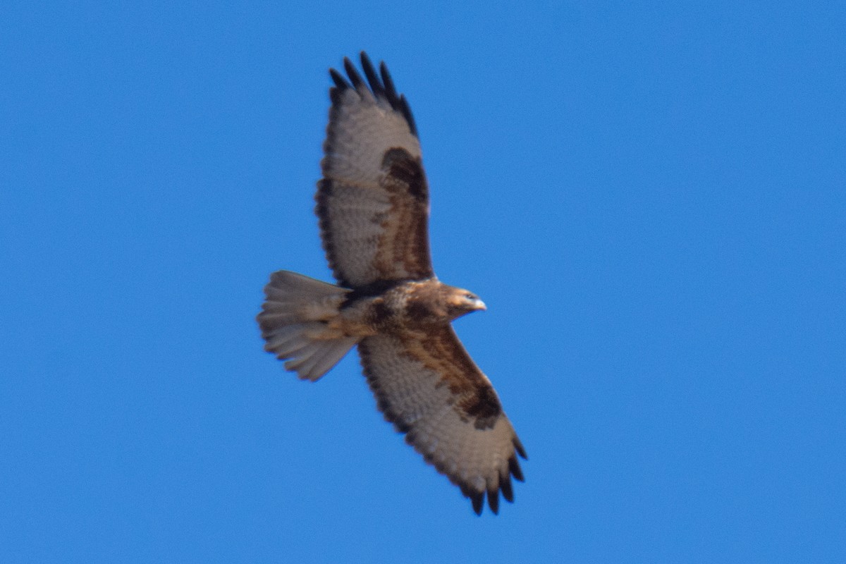 Himalayan Buzzard - ML647223994