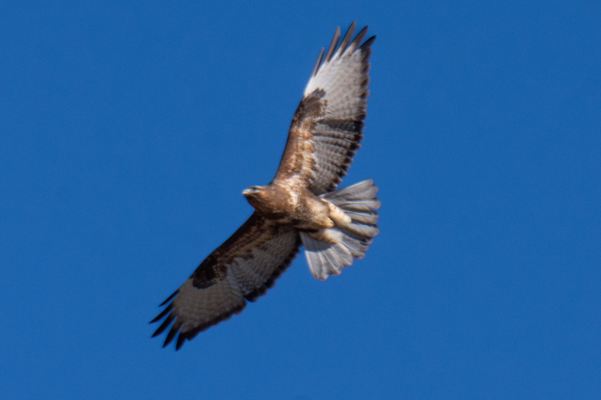 Himalayan Buzzard - ML647223995