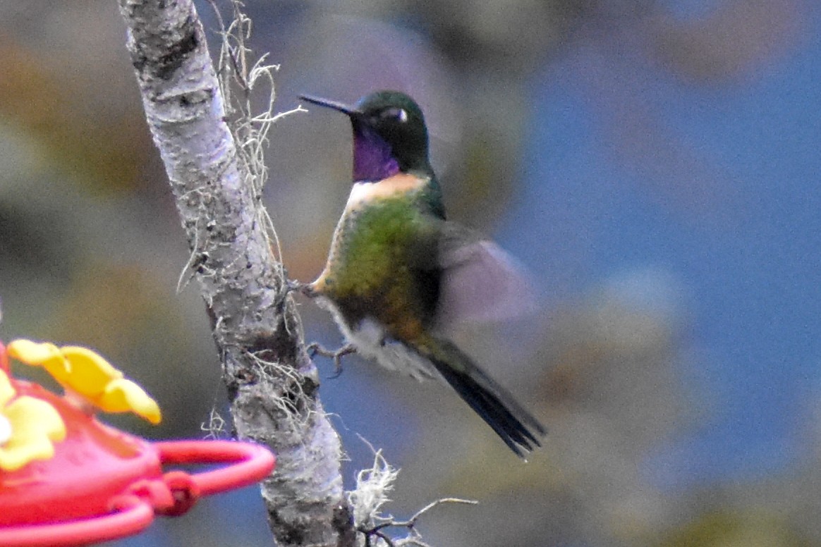 Amethyst-throated Sunangel - ML647224003