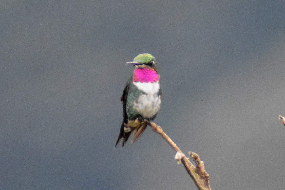 hvitbukkolibri - ML647224004