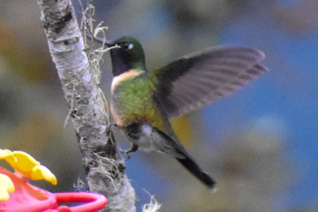 Amethyst-throated Sunangel - ML647224005