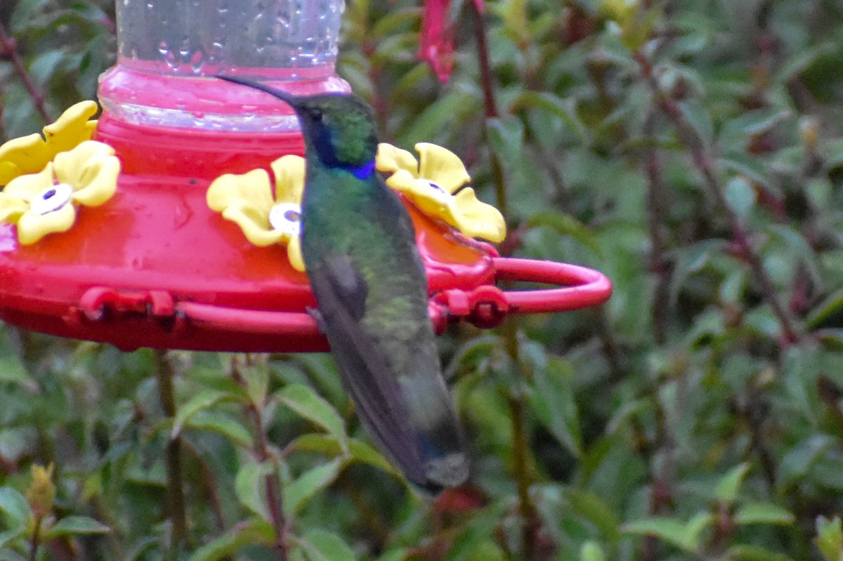 Lesser Violetear - ML647224010