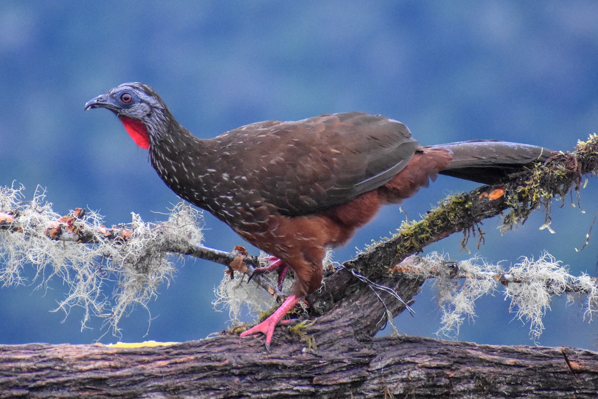 Andean Guan - ML647224020