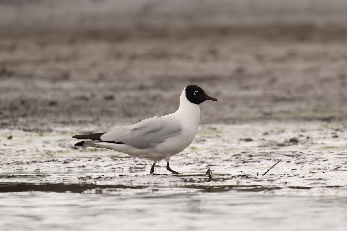 Andean Gull - ML647224032