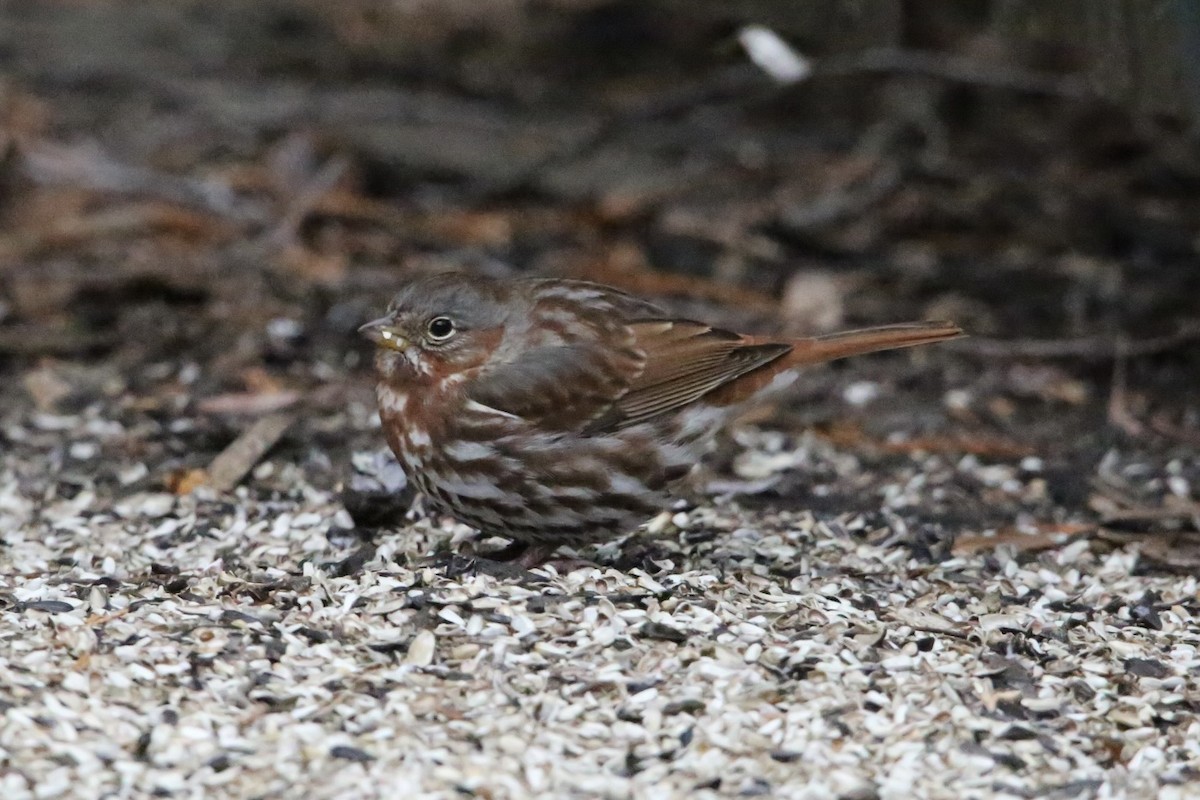 Passerella variabile - ML647224037