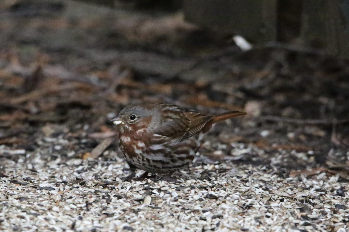 Passerella variabile - ML647224038