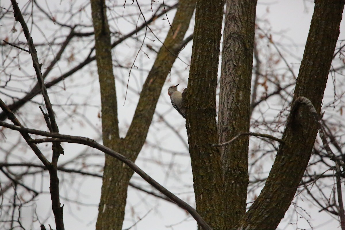 Red-bellied Woodpecker - ML647224040