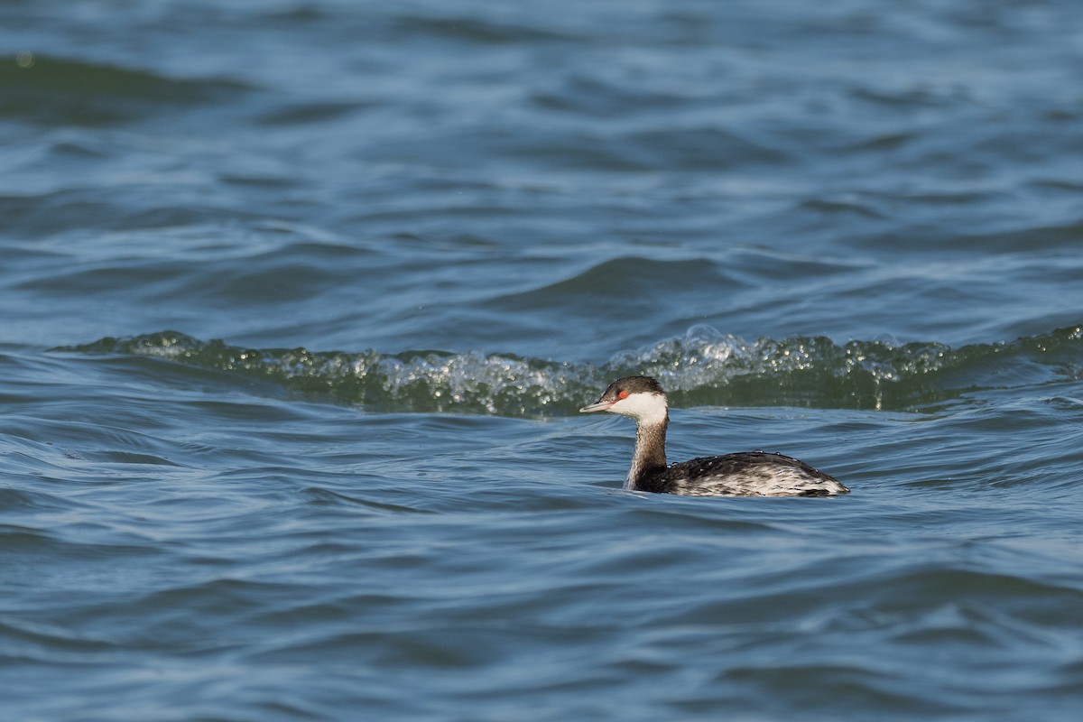 Horned Grebe - ML647224041