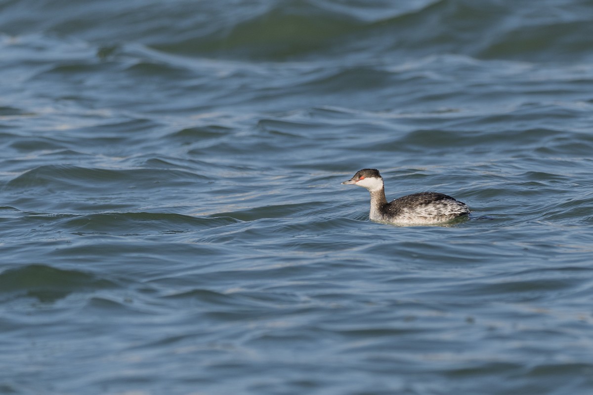 Horned Grebe - ML647224042
