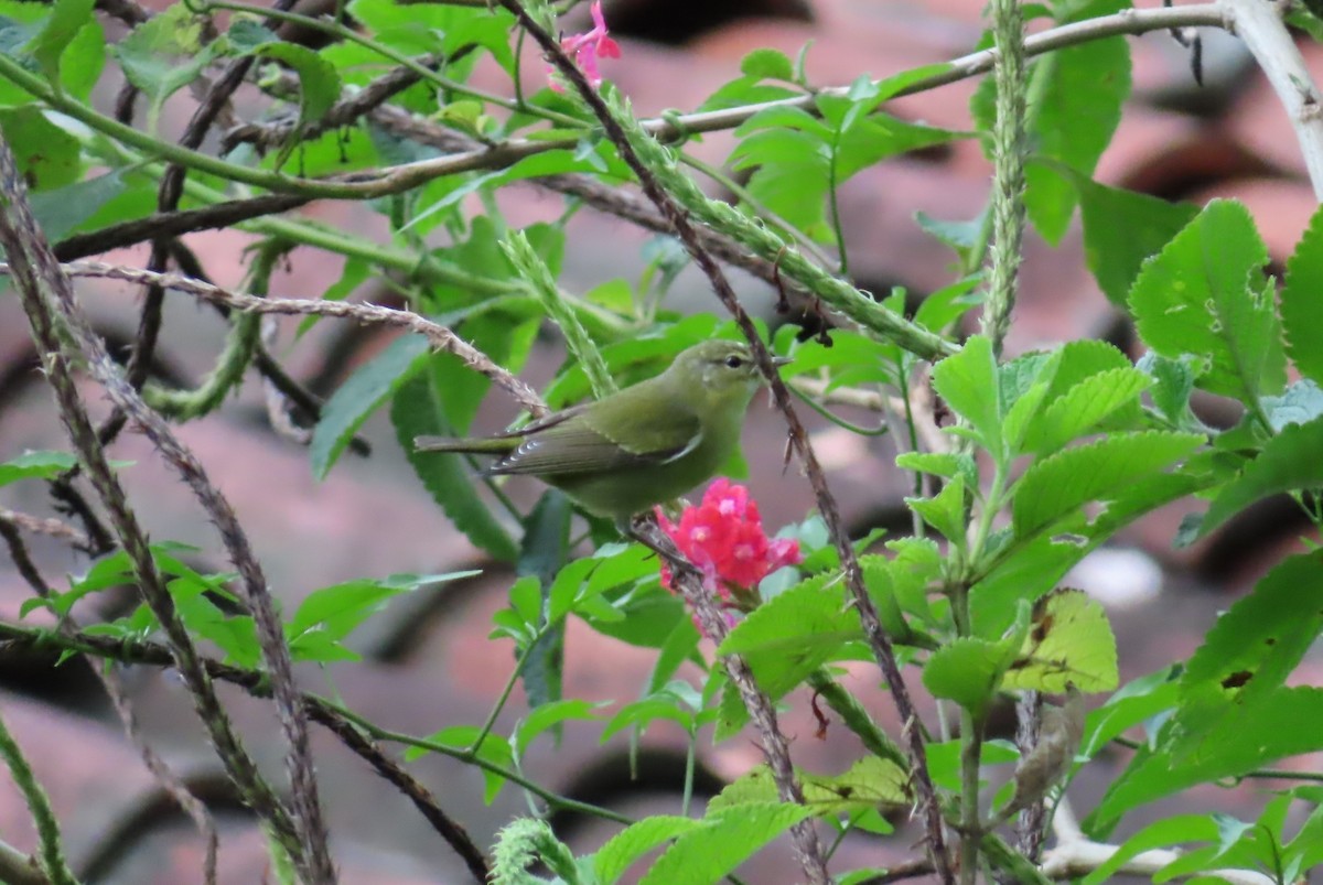 Червоїд світлобровий - ML647224044