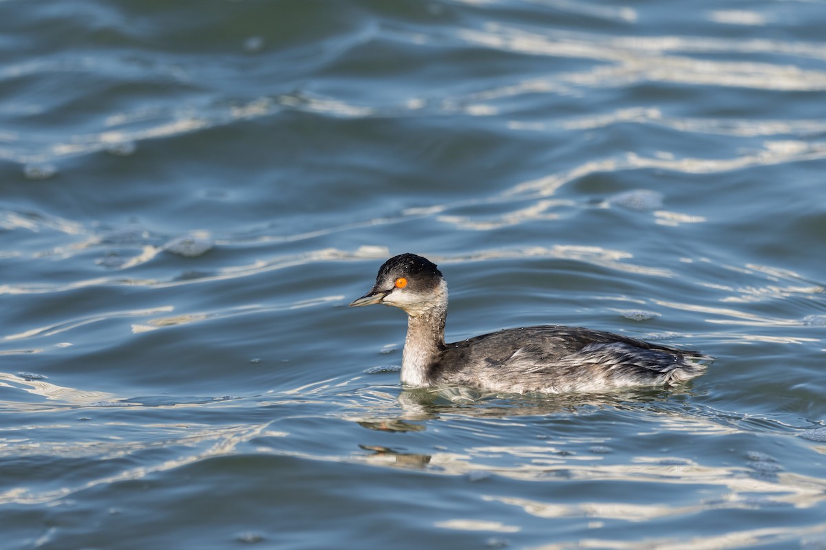 Grèbe à cou noir - ML647224046