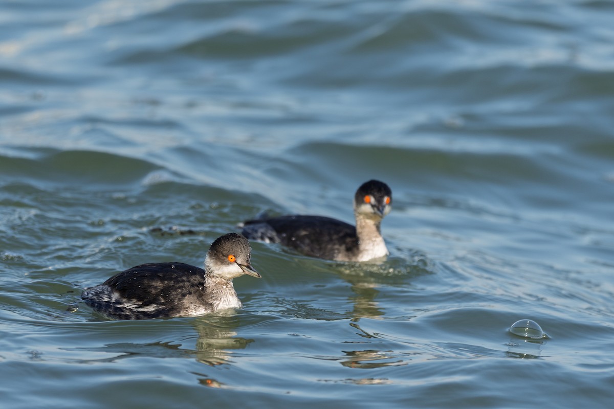 Grèbe à cou noir - ML647224047