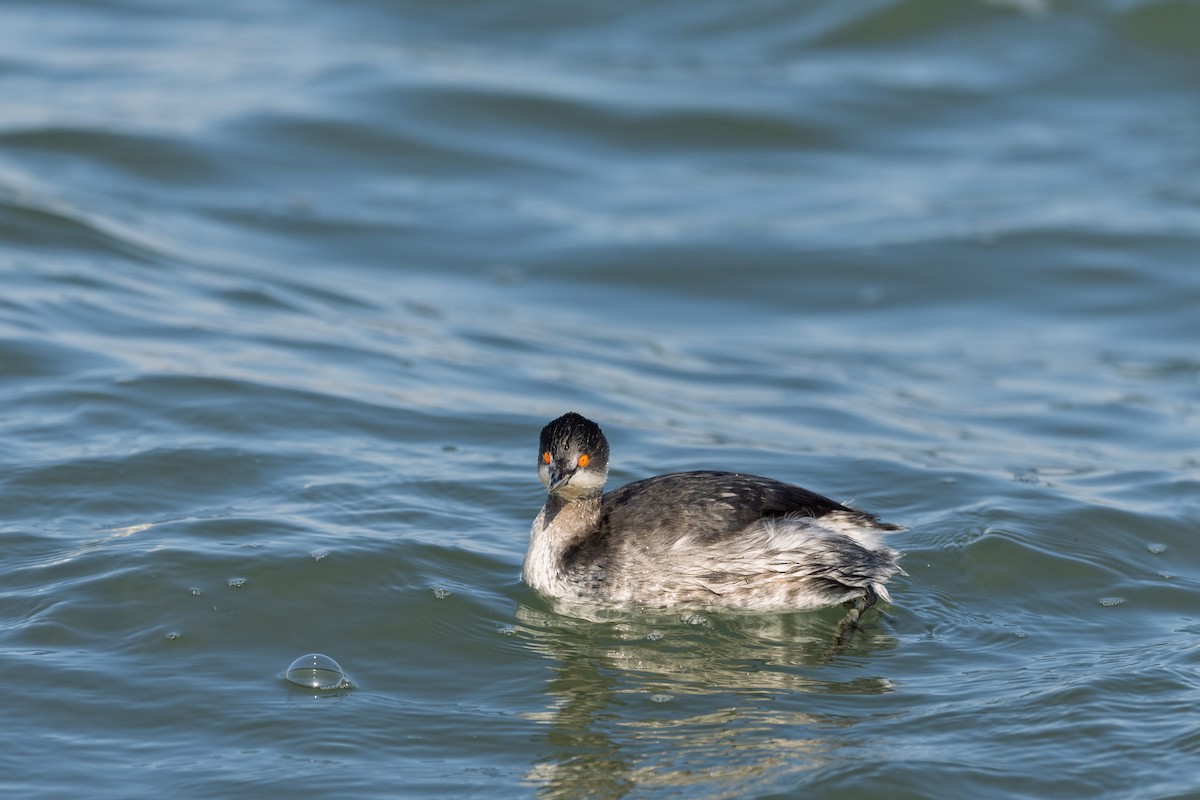 Grèbe à cou noir - ML647224048