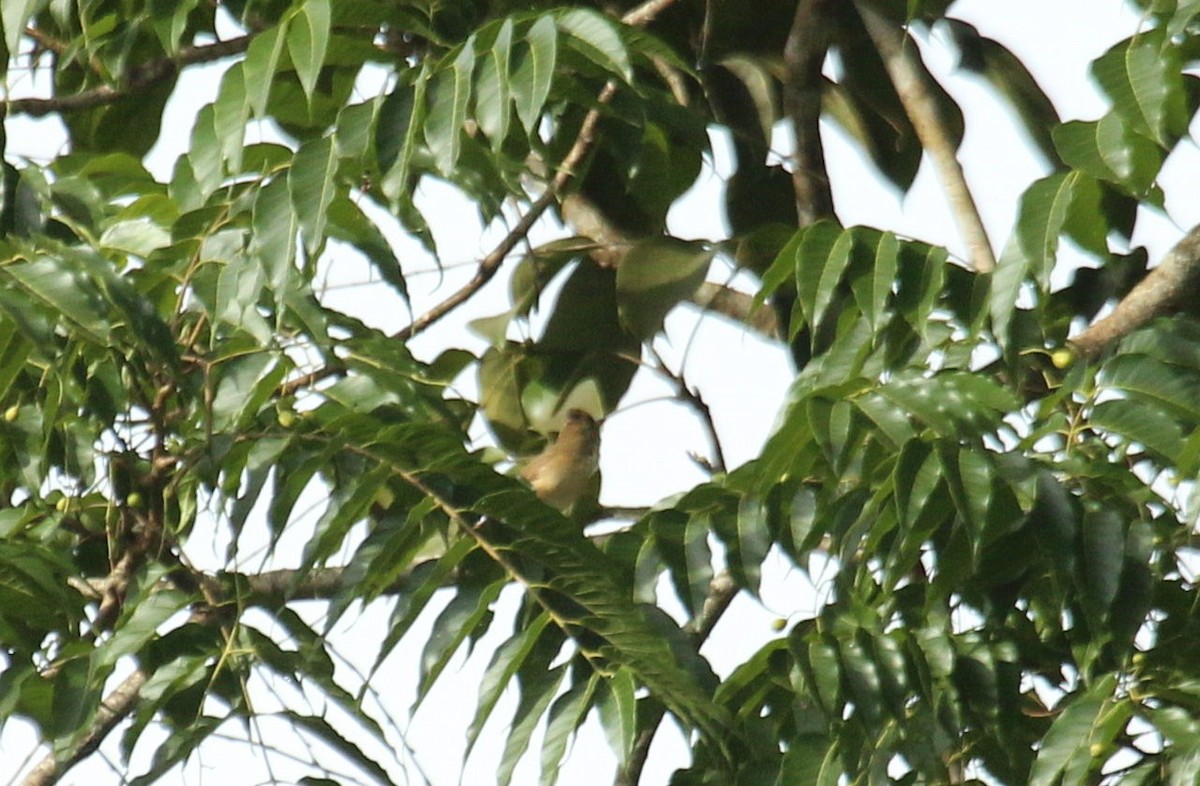 Толстоклювая камышевка - ML647224051