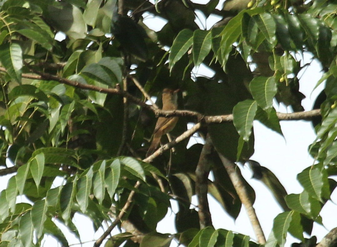 Толстоклювая камышевка - ML647224052